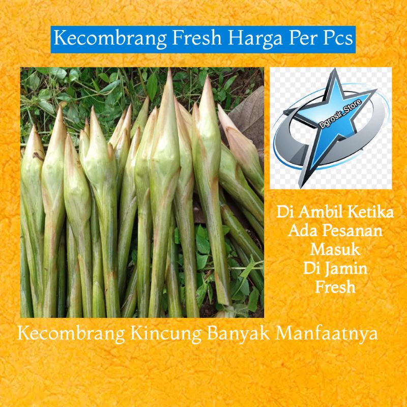 

BUNGA KECOMBRANG KINCUNG