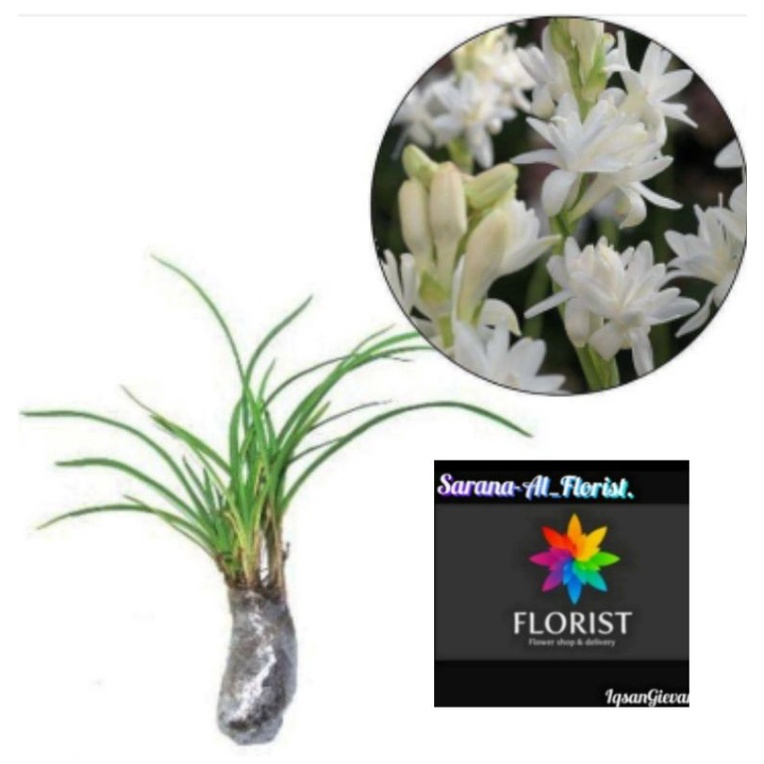 Bibit bunga sedap malam super wangi