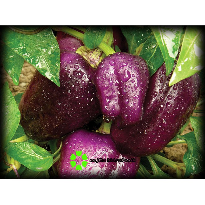 5 Butir Benih Paprika Purple/Ungu Repacking (Known You)