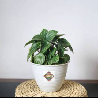 Toko Online crystallpot Shopee Indonesia