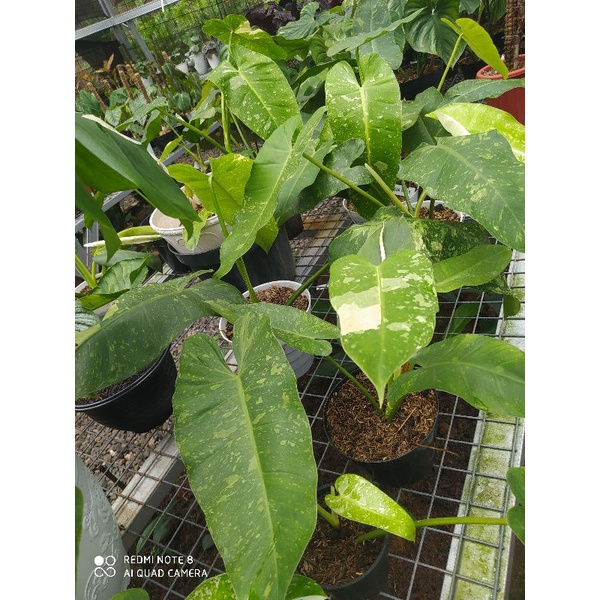 philodendron josebuono indukan