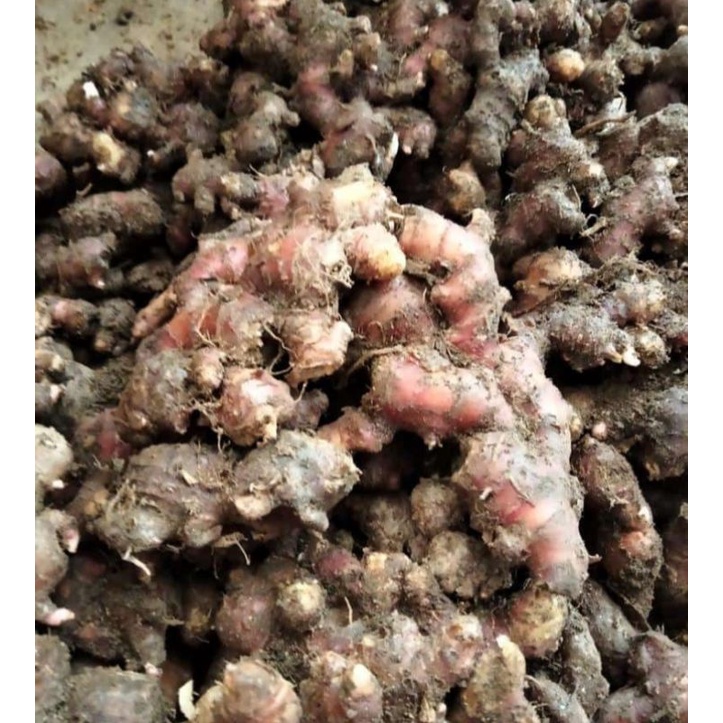 

JAHE MERAH FRESH DAN MURAH 1kg