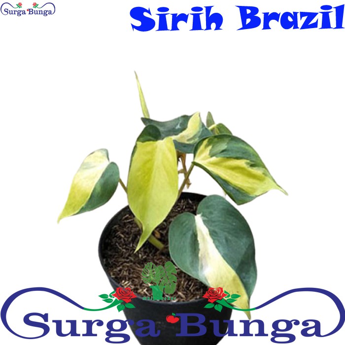 Tanaman Hias Sirih Brazil (Philodendron hederceum Brazil) - Sirih Brazil