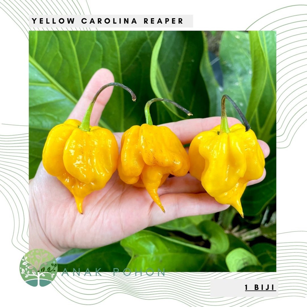 Benih Bibit Biji - Cabai Yellow Carolina Reaper Kuning Pepper Seeds