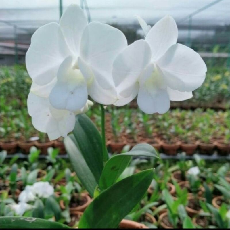 Jual Tanaman Hias Anggrek Dendrobium Caesar White/Capung Jawa Tanaman ...