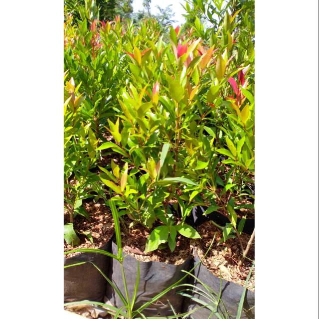

Pucuk Merah | Syzygium Oleana