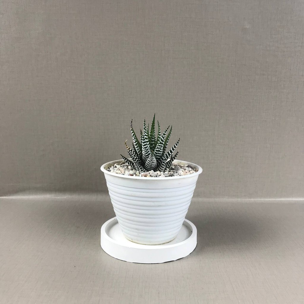 Kaktus Sukulen (Haworthia Zebra) Tanaman Hias Hidup