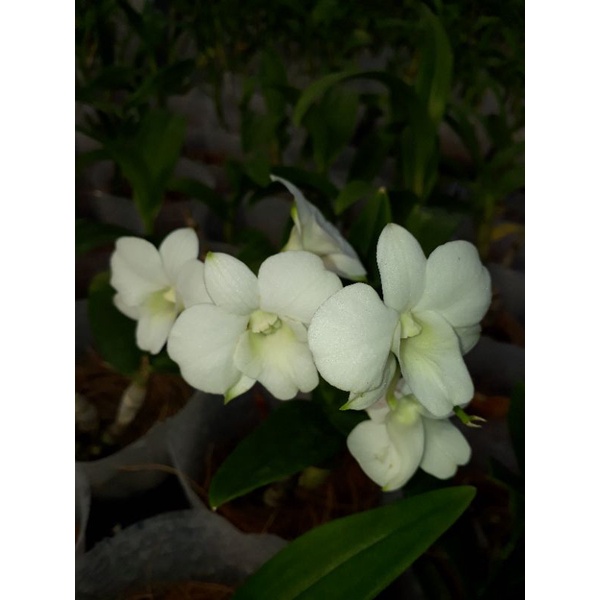 anggrek dendrobium mini white
