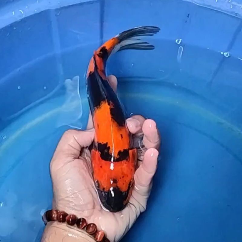 Ikan Koi F1 / Dari Indukan Import / Rumah Koi Jakarta / kode 0018