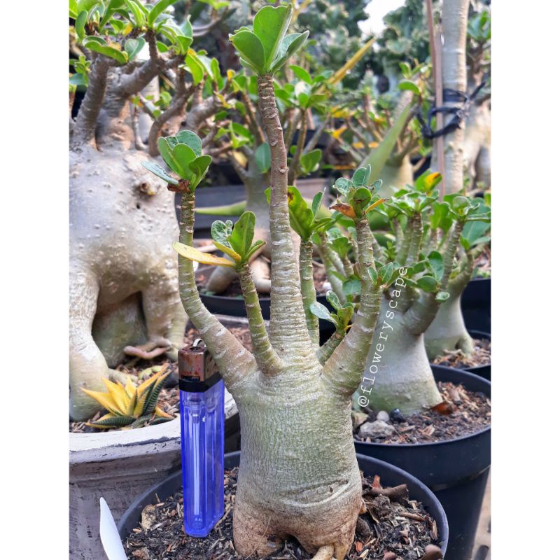 Adenium mkmk / adenium karakter