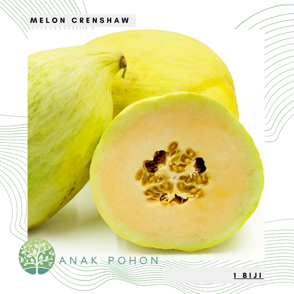 Benih Bibit Biji - Melon Crenshaw (Extra Sweet) Casaba Melon Seeds - IMPORT