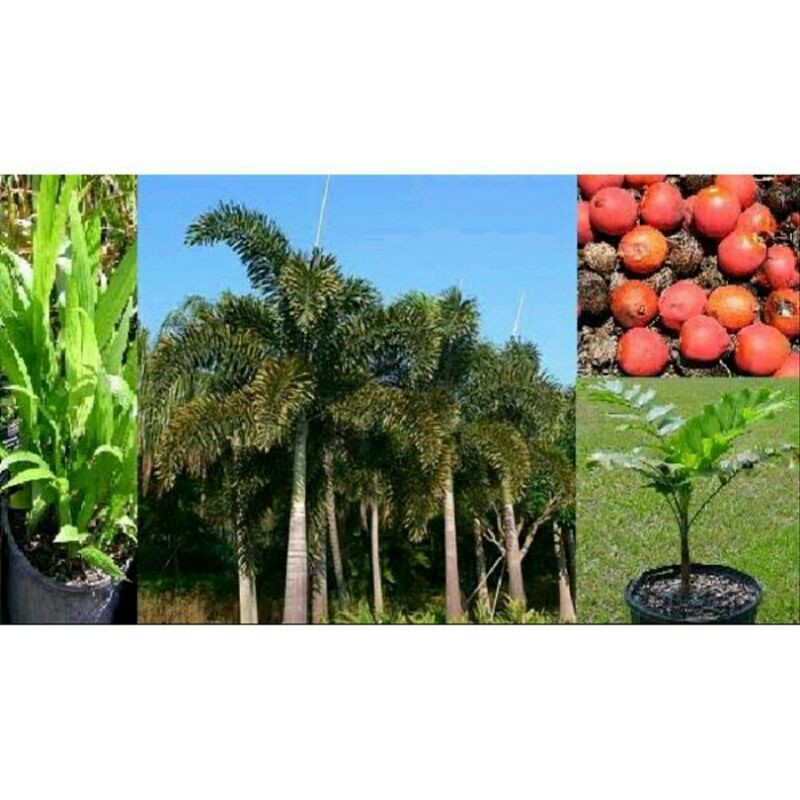 bibit tanaman palem ekor tupai