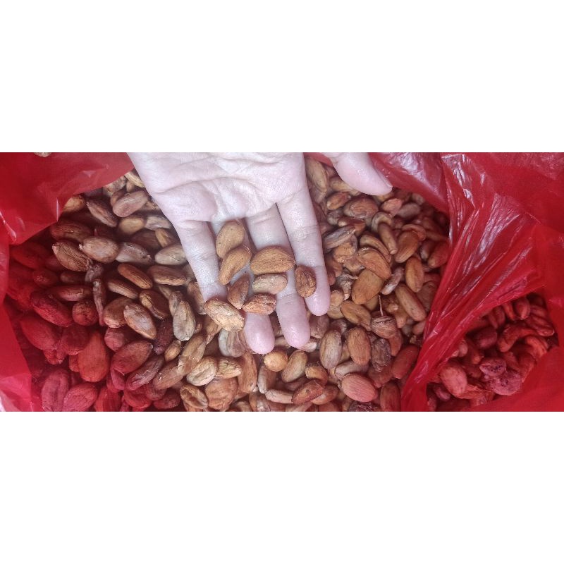 1kg fermented Biji coklat cokelat kakau kering fermentasi