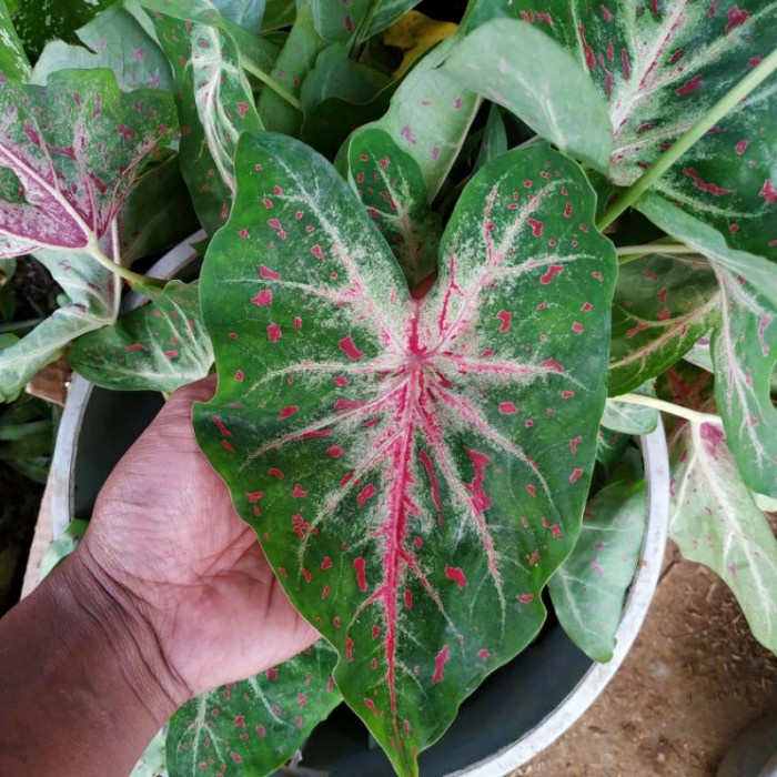 tanaman hias keladi bercak merah garis putih (kembang hiasan)