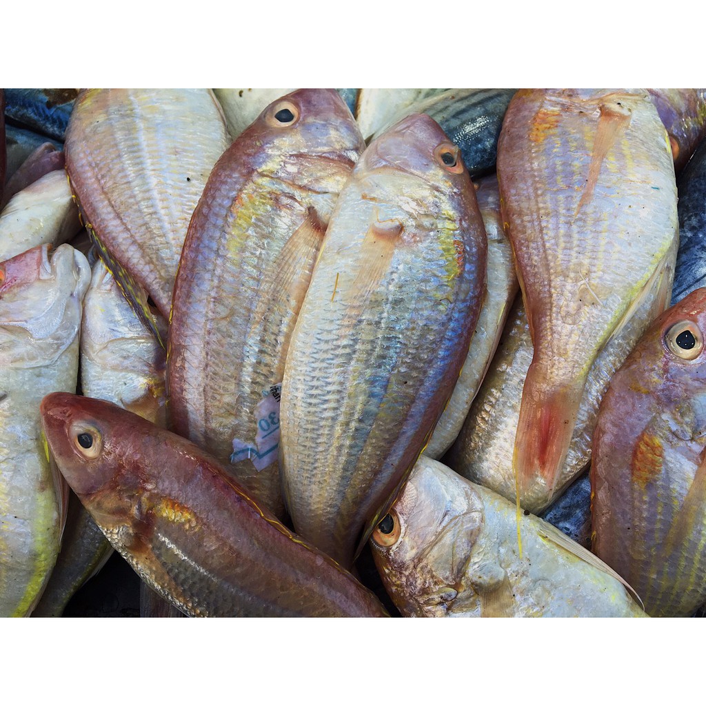 

Ikan Ekor Kuning 500 Gram