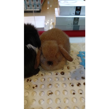KELINCI HOLLAND LOP