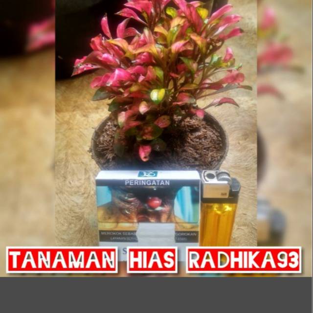 Tanaman hias bibit krokot merah rimbun