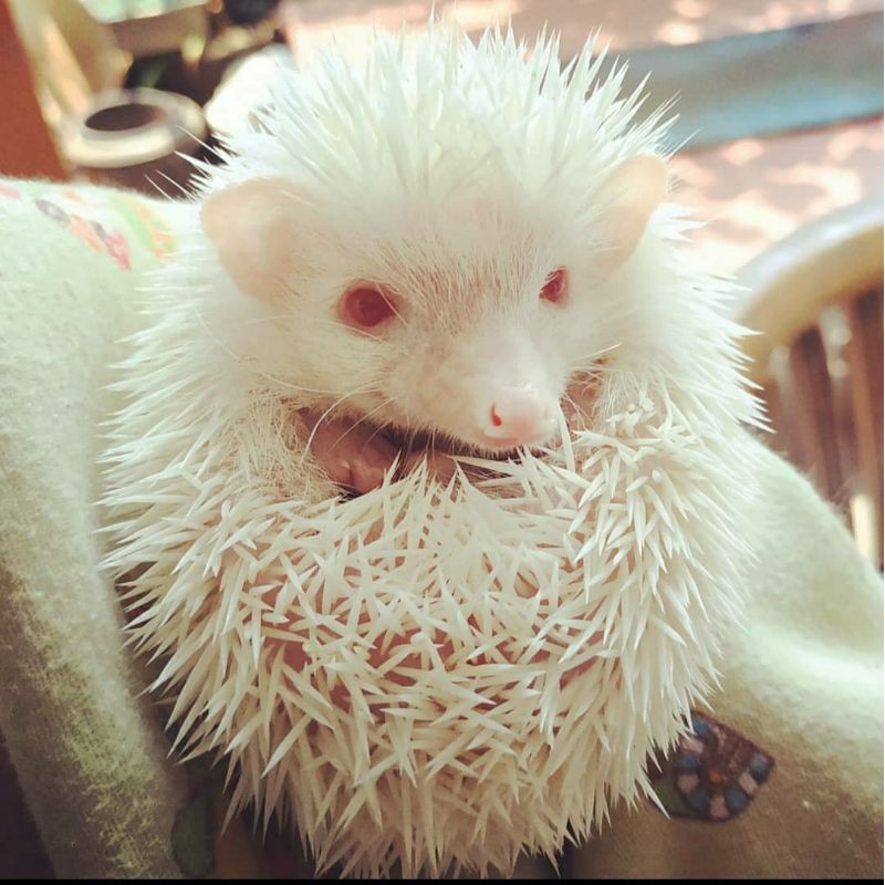 landak mini albino jantan