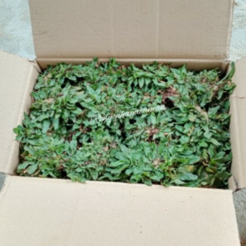 Unik rumput taman rumput gajah mini putih gajah mini varigata - Hijau 1kg Limited