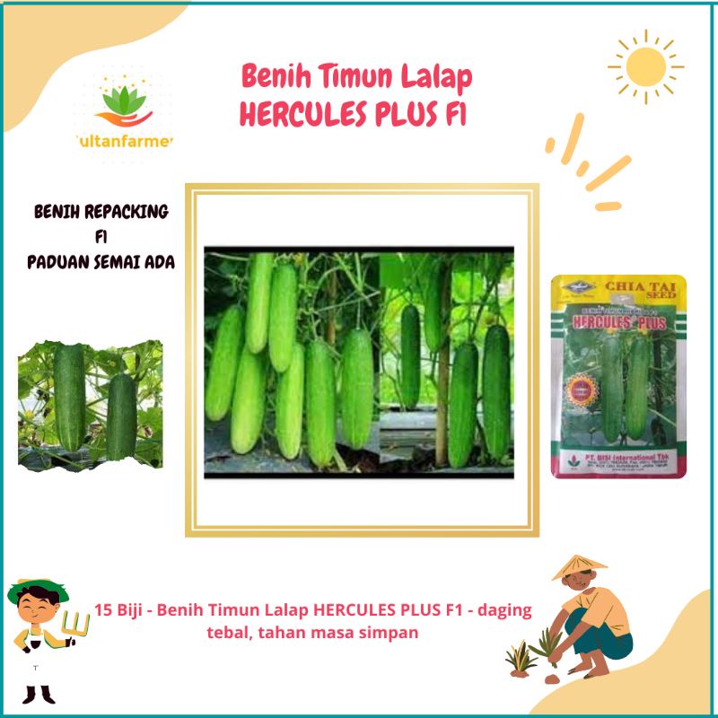 25 Benih Timun Hercules plus F1