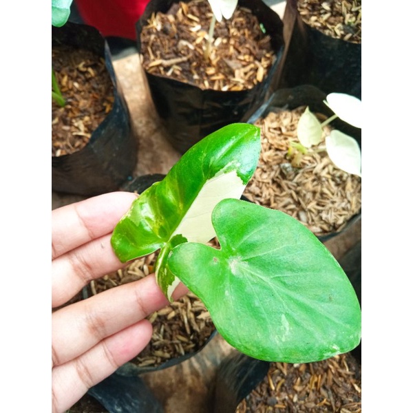 sente varigata anakan