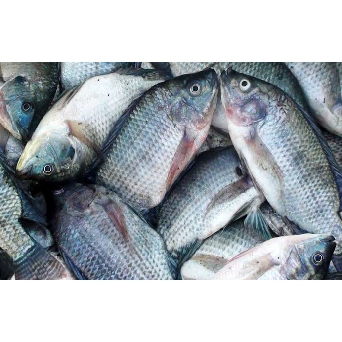 

Ikan gurame segar 1kg ikan air tawar