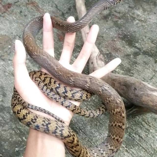 

Jali / pytas mucosus