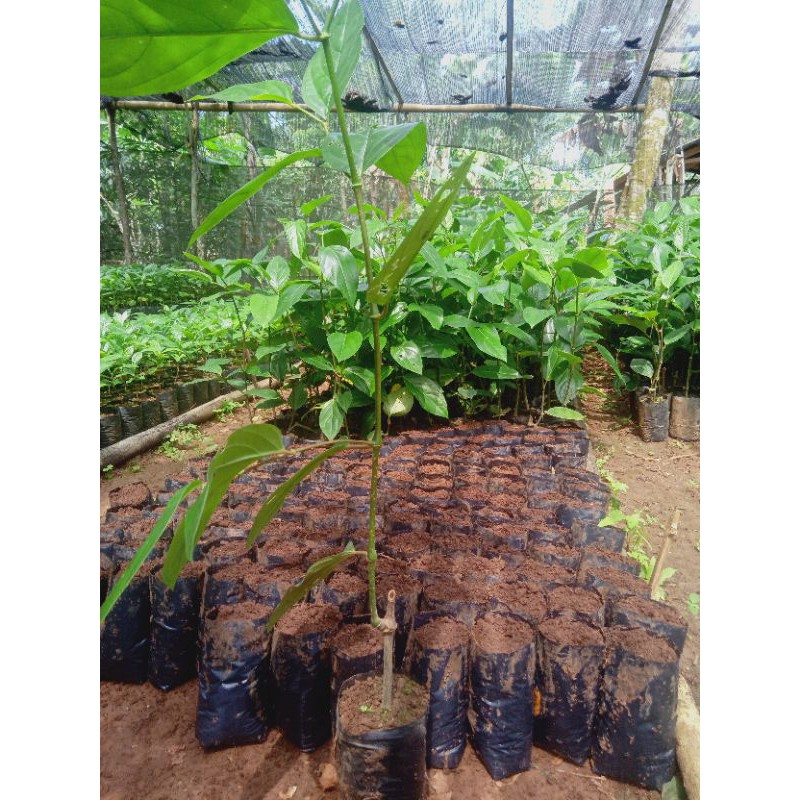 bibit melada berakar siap sambung