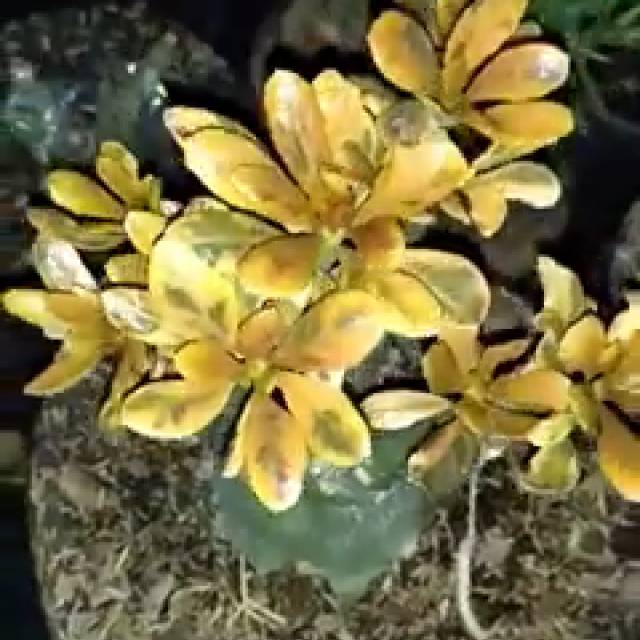 Adenium Kamboja grafting Socotranum varigata