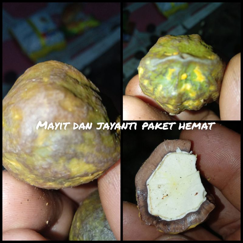 

buah kemiri simayit dan jayanti 7 buah