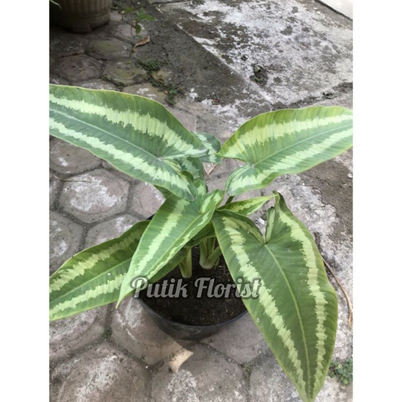 Tanaman Hias Homalomena Andromeda