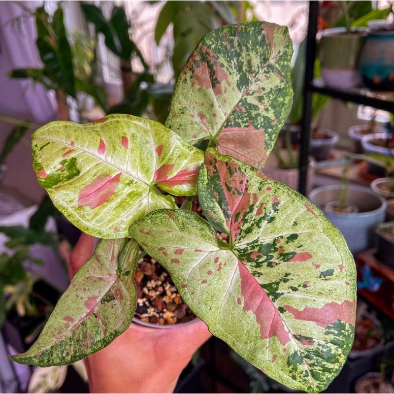 Syngonium Confetti Tricolor / syngonium / singonium / syngonium pink / singonium pink / singonium pi