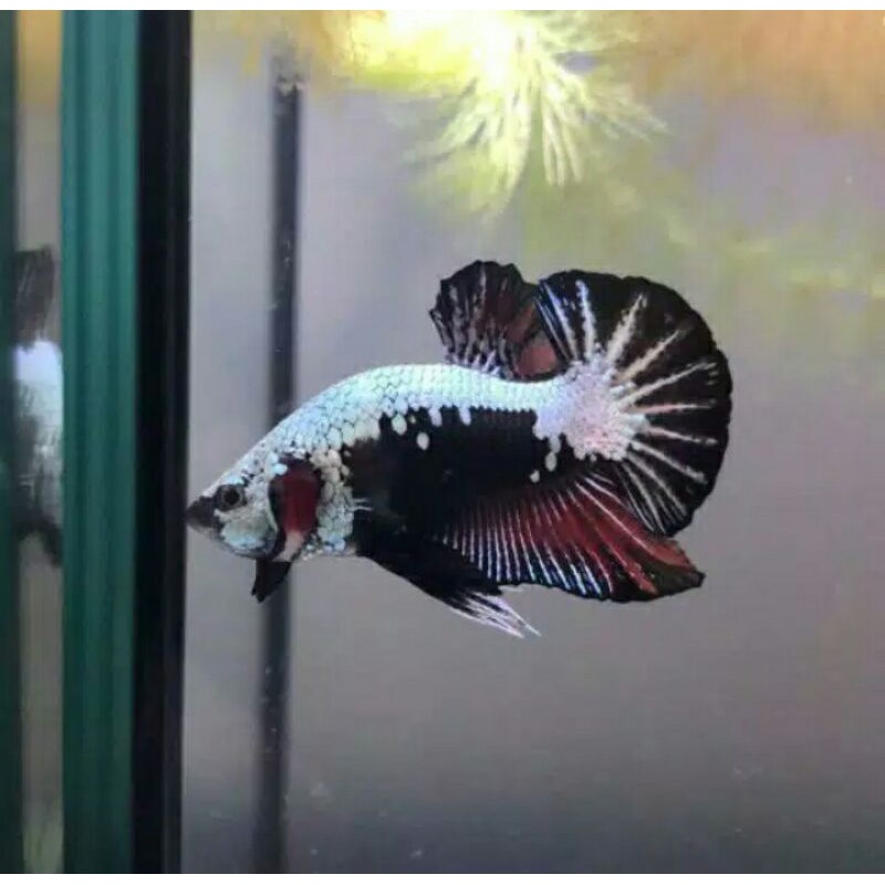 ikan hias cupang black samurai