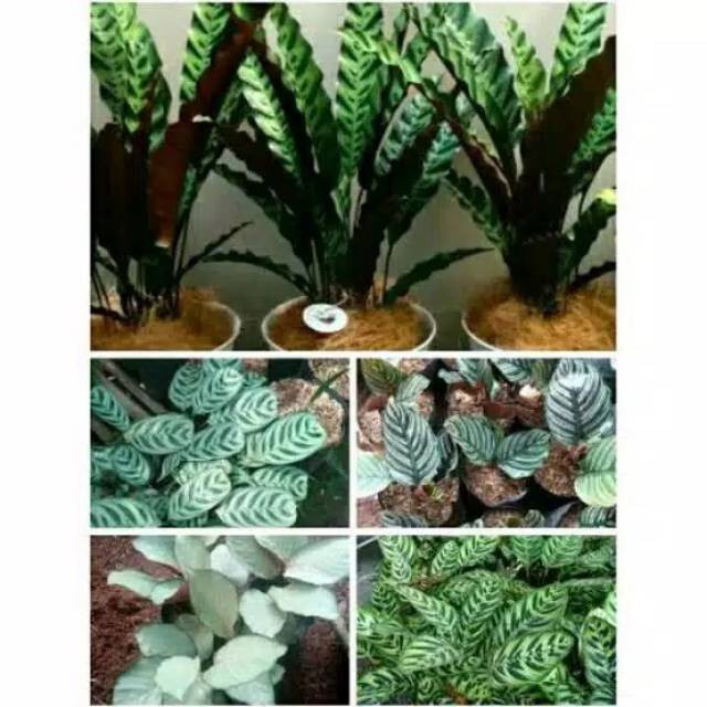 PAKET HEMAT Tanaman hias calathea - 5 tanaman hias calathea