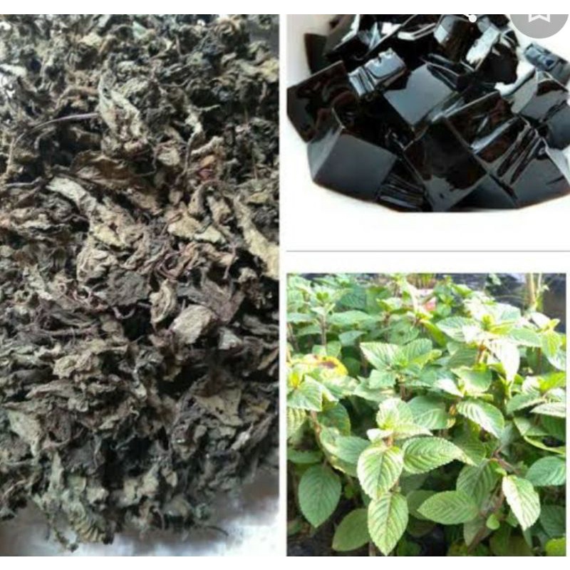 

DAUN JANGGELAN/CINCAU HITAM KERING 100% ASLI DAN KAYA MANFAAT