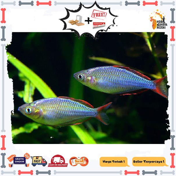 ikan hias rainbow peacock 5 ekor