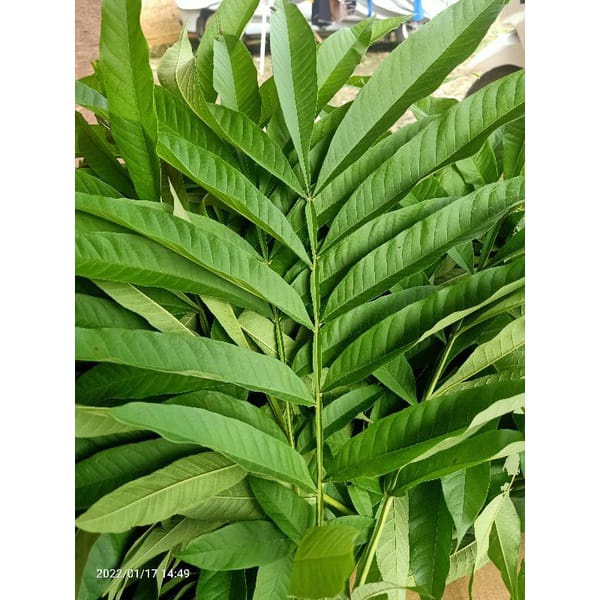 

Daun sungkai segar - daun sungkai freh 500 gram (bonus satu stek sungkai)
