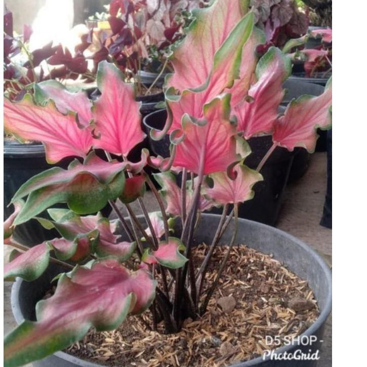 1.1 Promo >> keladi keris/keladi red ruffles/pusat tanaman hias keladi