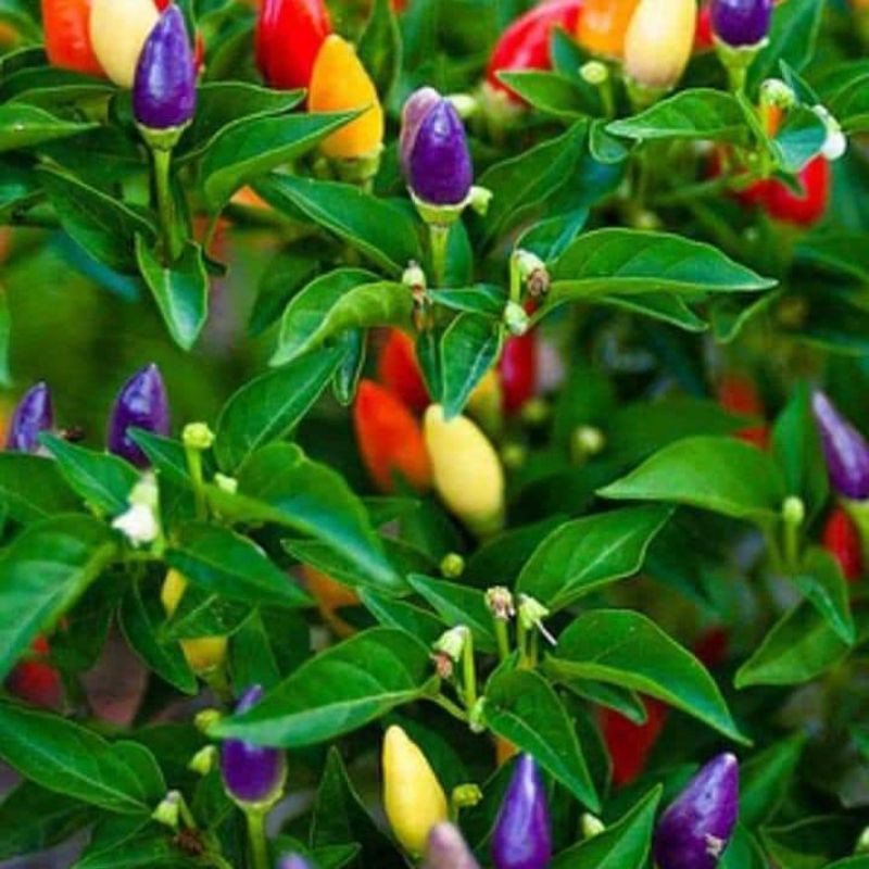 bibit cabe pelangi