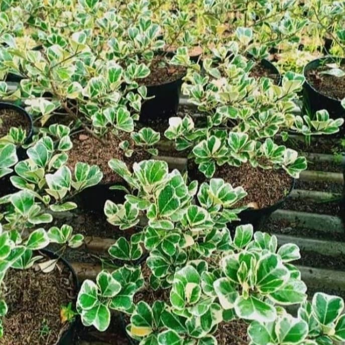 Tanaman hias Beringin variegata - bibit pohon beringin variegata MURAH