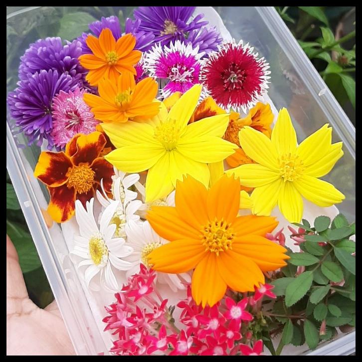 

TERBARUU!! Edible flowers 30 Pcs (Flowers) COD