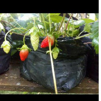 Diskon Bibit Strauberi Sudah Tumbuh Dan Berbungga Znm5N9ghj5K0eQ