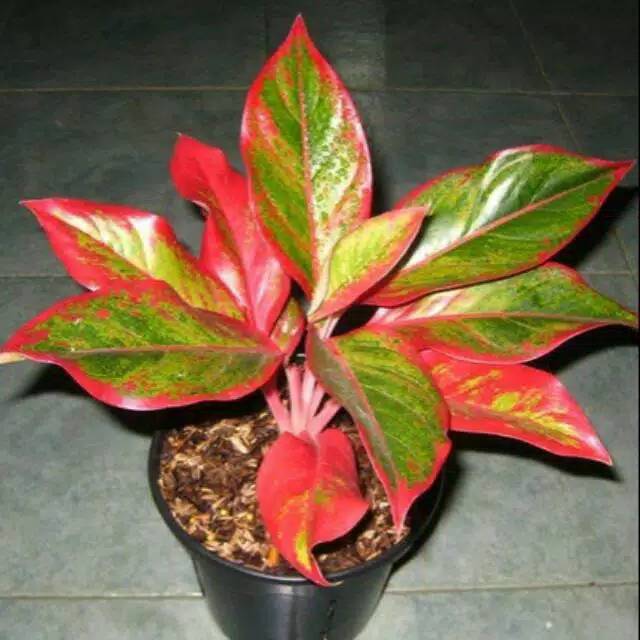Tanaman hias Aglonema Lipstik+POT