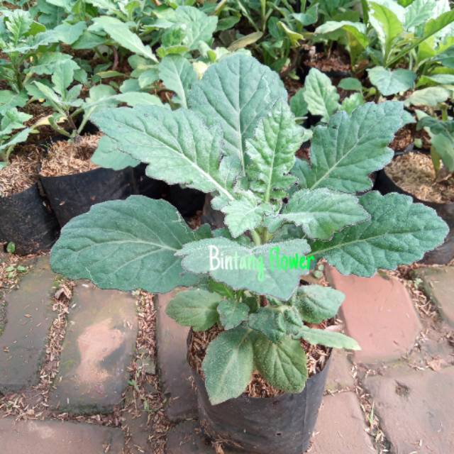 Daun dewa tanaman herbal daun dewa