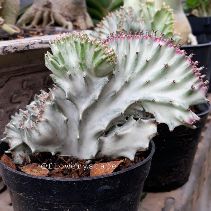 kaktus euphorbia lactea silver cristata