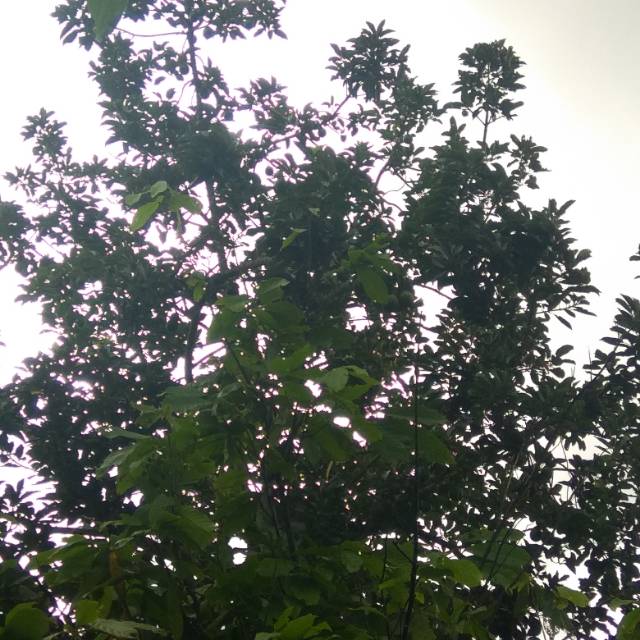 devioktavianisinurat