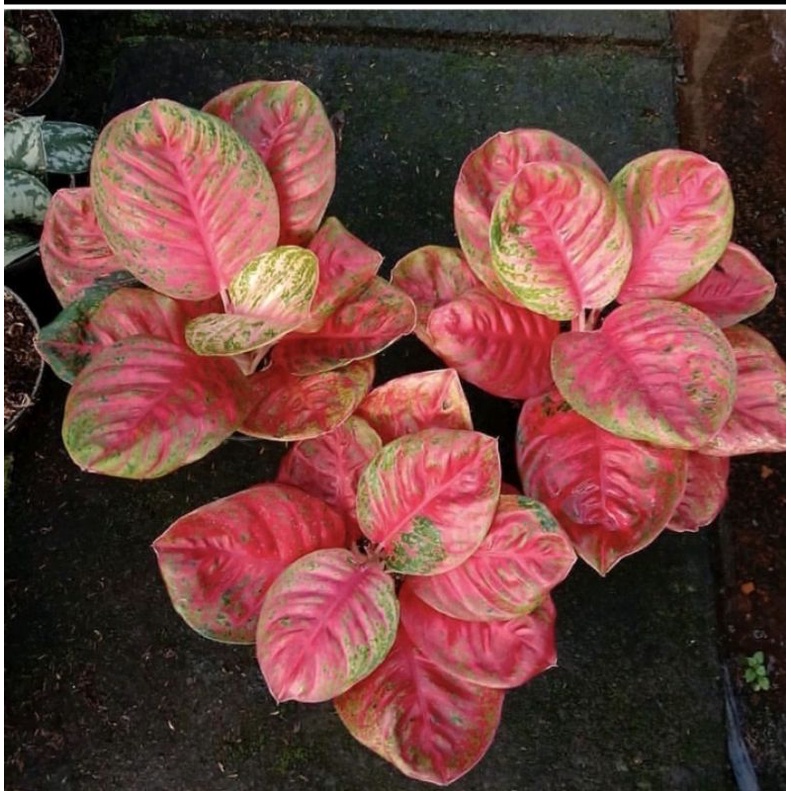 Paket 3 Bonggol Aglonema Wulandari