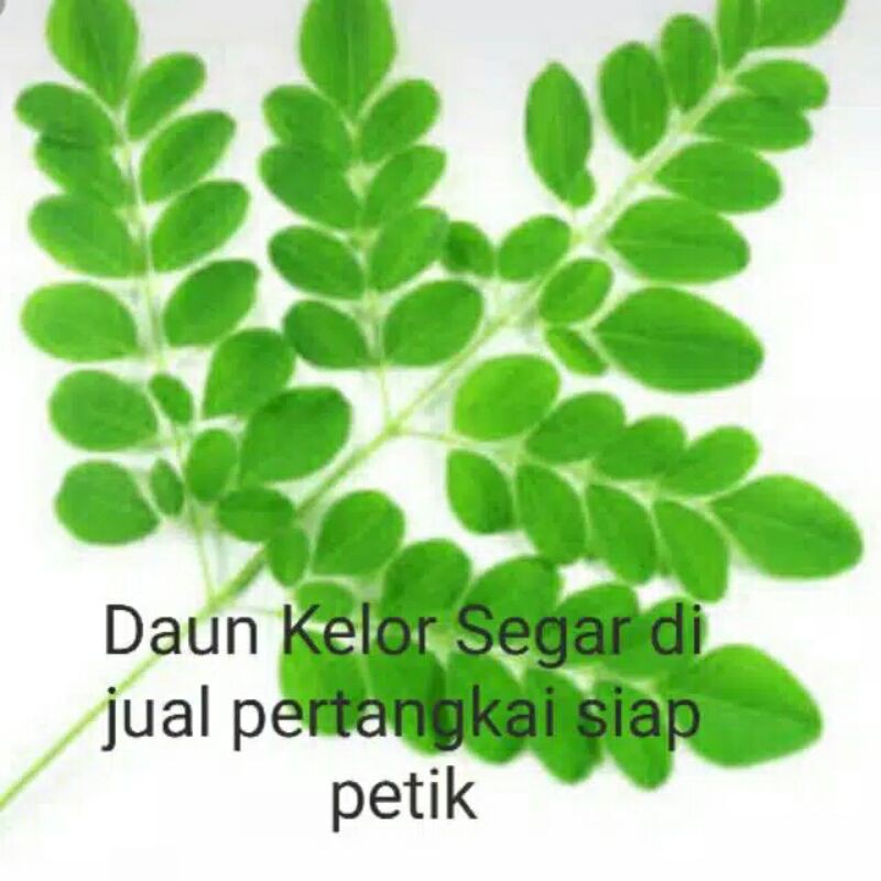 Paling Murah Daun Kelor Segar Dan Kering 15-35 LOrmZXs3nXD3L