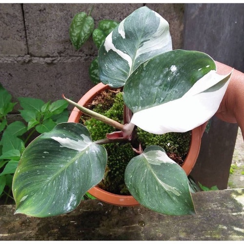 TANAMAN HIAS PHILODENDRON WHITE KNIGHT VARIEGATA TANAMAN PHILO WHITE KNIGHT MABLE VARIGATA