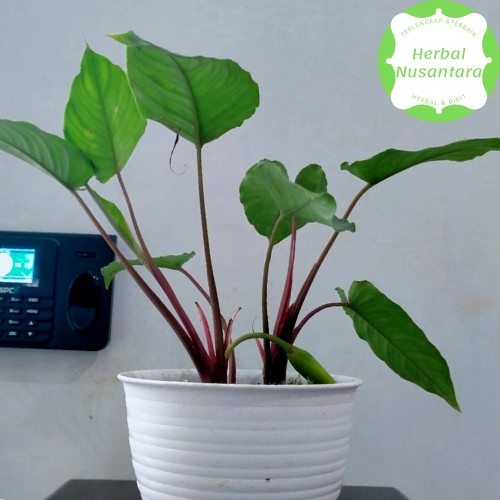 Mini Homalomena Red - Tanaman Hias Keladi Homalomena
